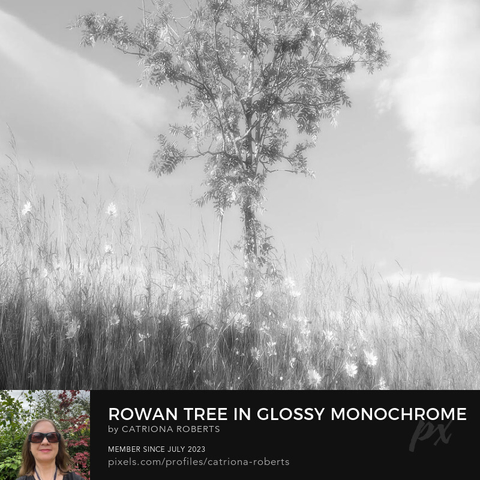 I took this photo during a lovely summer nature walk through the Scottish Highlands, using the monochrome photographic filter, which gives an over all glossy effect. 

Features a solitary tree standing amidst tall summer grass and wild Daises. 

All is bathed in soft light that gives the scene a serene and dreamy quality. 

The gentle sway of the grass and the delicate play of light create a tranquil atmosphere.

Click links in the main post for options.

