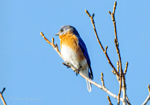 "A single Eastern Bluebird perches on a bare tree branch, its body angled slightly forward as if poised between rest and flight. The bird’s plumage is striking: a brilliant blue cloak covers its back and wings, while its chest glows with a warm reddish-orange, fading into a soft white belly. The branch it rests on is leafless and slender, part of a tree stripped bare by the season—suggesting late fall or winter. Behind the bird, the sky is a clear, uninterrupted blue, echoing the hue of its feathers and casting the entire scene in crisp, quiet light. The composition is simple and reverent, with the bird as the undeniable focal point—a vivid spark of color against the skeletal tree and open sky." - Microsoft Copilot