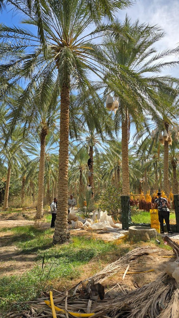 Oasis a kebili en Tunisie. Récolte des dattes.