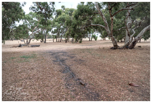 A wide angle view of a dry, Australian bush landscape. The foreground and mid ground are covered in golden brown grass and dry eucalyptus leaves.

A dark, narrow track cuts through the centre of the frame, leading toward a cluster of large, thick trunked gum trees (Eucalyptus) in the distance. The trees feature pale, smooth bark and dense green foliage.