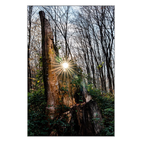 In a forest, the stump of a once-huge tree stands, overgrown with moss, ferns, and creepers. The stump has two branches on top, and the afternoon sun shines through the gap. With the trees of the forest in the background.