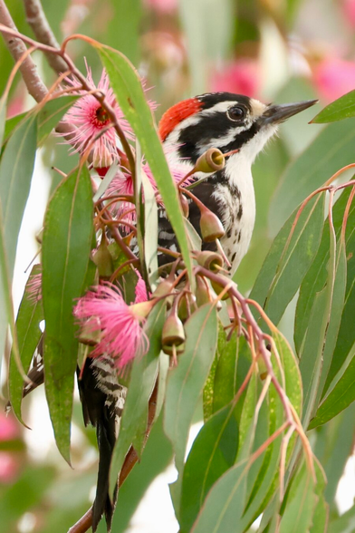 brilliant pink brush-like blooms surround a black & white woodpecker with red highlights.