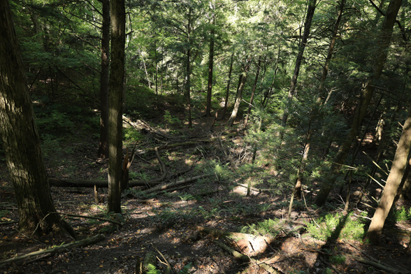 This is a summer season photo that was taken on a hiking trail which overlooks a lowland section of a mature forest. The overarching colour in view is green due to the mix of both coniferous and deciduous trees in the area.  A number of trees have fallen down and lie on the forest floor of the the lowland area. Some sunshine is cutting through the high trees creating some shadows. The photo helps to confirm that as in life, things can be a bit messy on the forest floor.