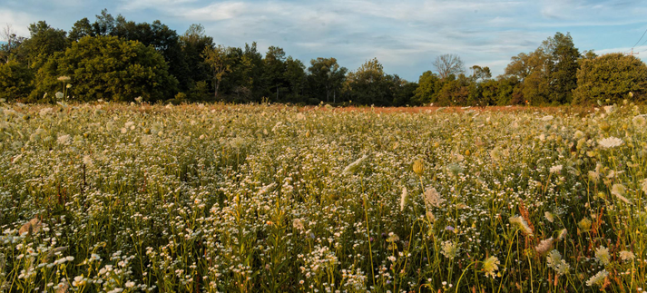 A field packed with queen anne's lace receeds to a horizon which a hedgerow rises above and past that an indistinct sky
