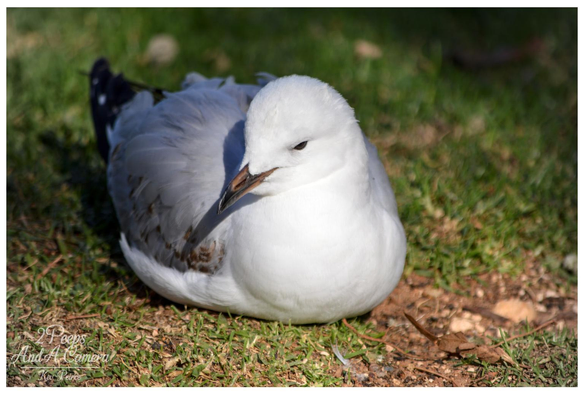A close up, horizontal photograph by Kev Peirce of a silver gull (also known as a seagull) resting on a patchy lawn. 

The bird is facing slightly down and to the right, showing its white head and chest, and light grey wings with a dark tail visible in the background.

It is clearly lit by sunlight, casting a dark shadow behind it and featuring a natural, grassy background.