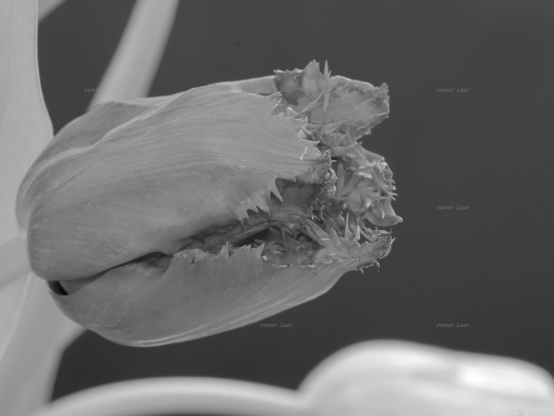 Flower, closeup, black and white, photo