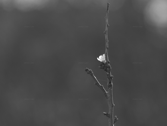 Flower, black and white, photo