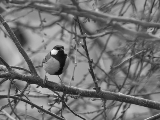 Bird, black and white, photo
