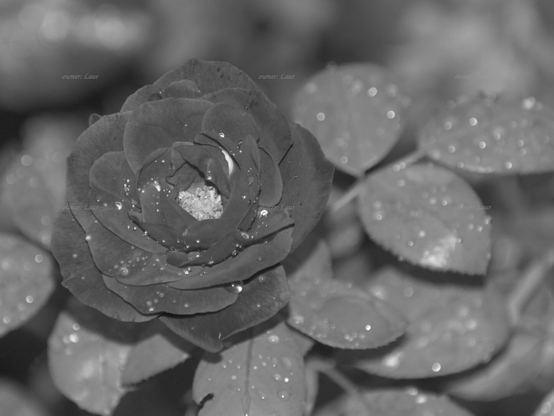 Rose, drops, closeup, black and white, photo