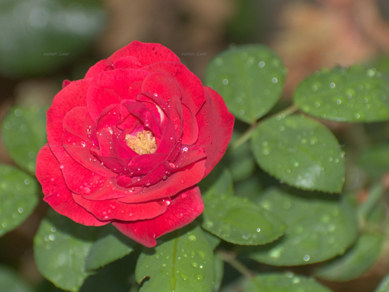 Rose, drops, closeup, color, photo