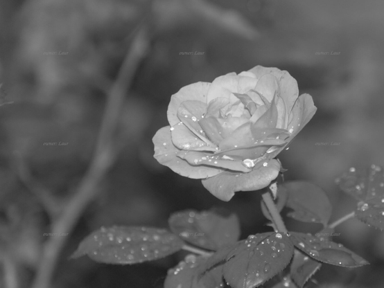 Rose, drops, closeup, black and white, photo