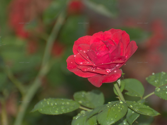 Rose, drops, closeup, color, photo