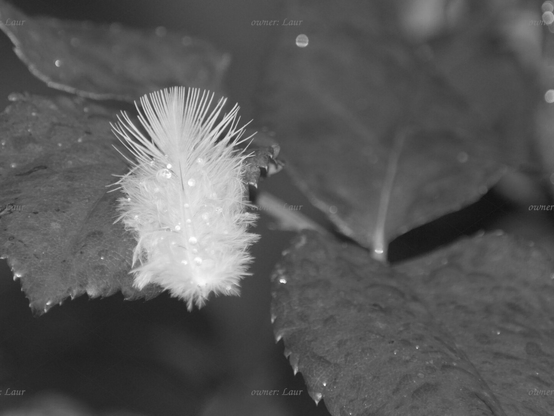 Down feather, drops, closeup, black and white, photo