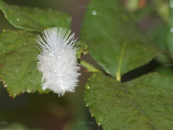 Down feather, drops, closeup, color, photo