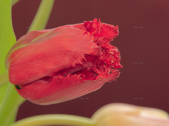 Flower, closeup, color, photo