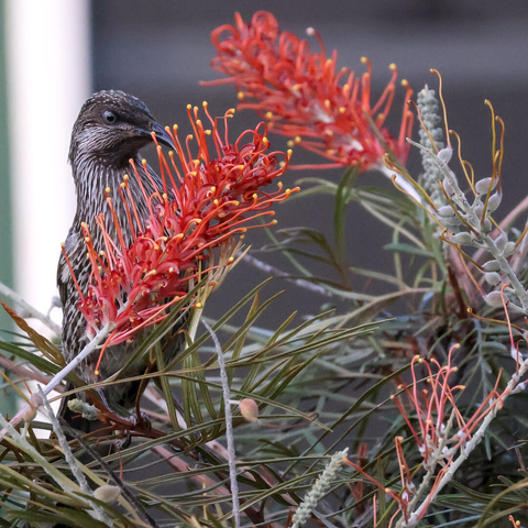 Little Wattlebird (Anthochaera chrysoptera) feeding on Grevillea, Central Coast, NSW.