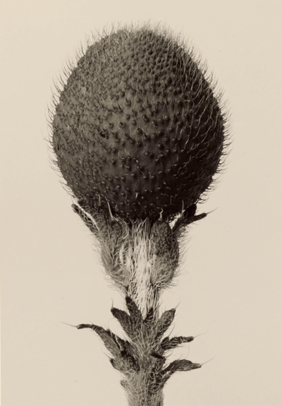 Thorned bulbous plant
Gelatin silver print, 25.9 × 17.9 cm, by Karl Blossfeldt, 1928–32