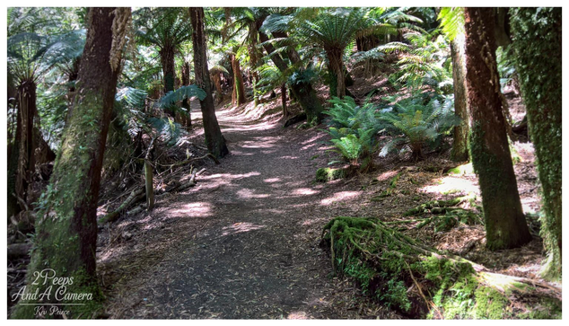 A dirt and leaf strewn forest path winds gently uphill through a dense, lush rain forest. Tall, moss covered tree trunks flank the path, with large ferns and thick undergrowth creating a canopy of dappled light. The atmosphere is damp, green, and serene.