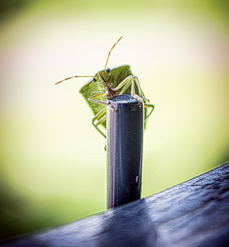 Halyomorpha halys bug looking at you while carefully standing on top of a rod.