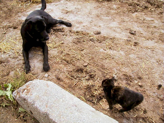 Links im Bild liegt ein schwarzer, entspannter Neufundländer auf erdigem Boden, der eine Katze anschaut; rechts davon steht die kleine dunkle, bräunlich gefleckte Katze mit einem abwehrenden Buckel, die ihn vorsichtig anschaut.