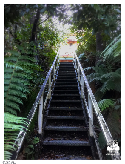 A photograph taken from the bottom of a steep, narrow set of outdoor metal stairs leading upward through a dense, lush, green forest or bush setting.

The weathered metal steps and white handrails converge toward a distant light source, creating a sense of height. Large fern fronds and dark foliage frame the path on both sides.

At the very top, a section of a pale coloured building or house is visible.