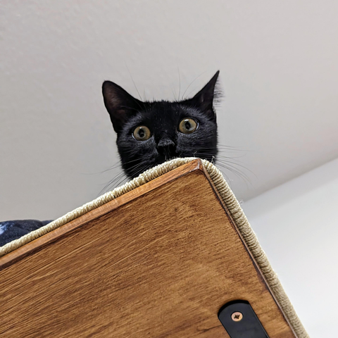 My cat watching me from her wall shelf placed high up with only her head visible