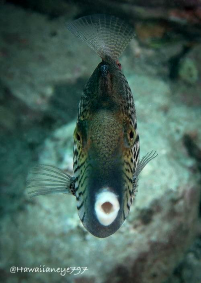A slender fish with white lips facing the camera. It has dark irregular spots on its sides and a gray snout.