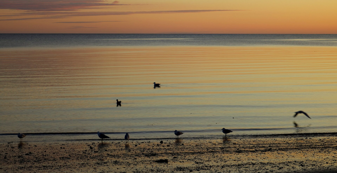 Photograph of a sandy beach at low tide at sunrise, with five seagulls standing on the shore and one flying low above the water on their right, and two floating on the water behind. The sea reflects the orange and blue of the sky, visible at the top of the photo, with a few grey-purple clouds. 

Photographie d'une plage en sable à marée basse au lever du soleil, avec cinq goélands se tenant sur la rive, deux autres flottant sur l'eau et un dernier qui vole très bas au-dessus de l'eau. L'eau de la mer le orange et le bleu du ciel, visible dans le haut de la photo, avec quelques nuages gris-mauve.