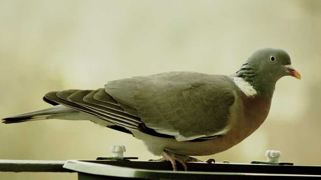 Ringeltaube auf einem Balkongeländer