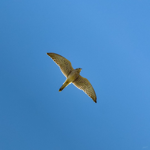 Das Foto zeigt einen Turmfalken im Flug vor einem klaren, blauen Himmel. Der Vogel ist von unten fotografiert, sodass seine ausgebreiteten Flügel und der Körper deutlich zu sehen sind. Die Flügel sind lang und spitz, mit einer markanten, gestreiften Zeichnung. Der Hintergrund ist ein gleichmäßiges, tiefes Blau ohne Wolken oder andere Störungen. Es wirkt, als wäre der Vogel in großer Höhe unterwegs.