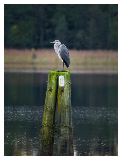 En stående bild på en häger om sitter på en grön stolpe i en sjö. Bakgrunden består av vass och sedan skog.