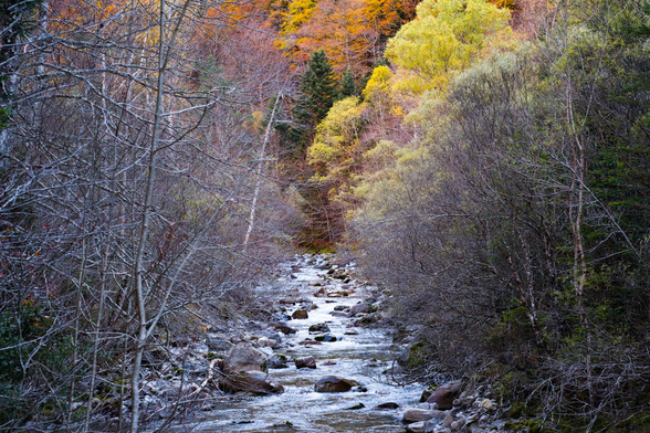 Fotografia de un paisaje otoñal. Un rio fluye desde el centro del cuadro hasta el centro inferior, a ambos lados las orillas cubiertas de ramas desnudas en su mayoria, en el centro el rio hace un guiro y se puierde tras el follaje, sobre el, en la parte superior central una explosión de color otoñal se ve ascender por el bosque de la ladera de la montaña.
