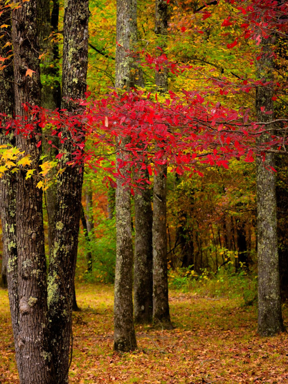 A horizontal image of vibrant fall forest scene. A branch of brilliant red leaves cuts horizontally across the frame, set against tree trunks and yellow/green foliage.