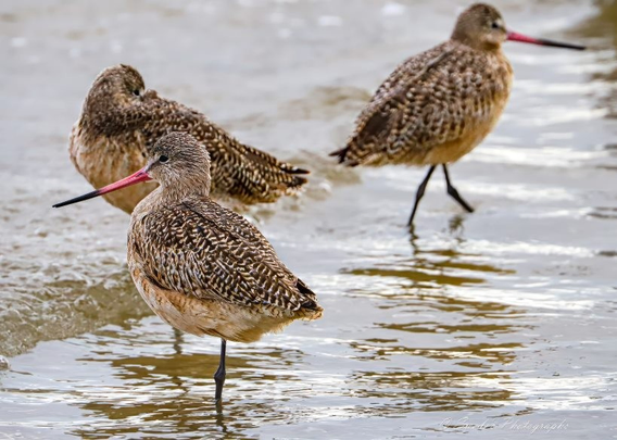 "Three marbled godwits stand gracefully in shallow water, their long, slightly upturned bills poised like delicate instruments tuned to the rhythm of the tide. Their plumage is a tapestry of mottled browns and tans, blending seamlessly with the silvery ripples beneath them — camouflage crafted by nature’s quiet hand. One bird steps forward, its slender legs casting mirrored reflections in the water, while the others linger nearby, still and watchful. The scene is serene yet alive, a moment suspended between motion and rest. The water glimmers with soft light, echoing the birds’ forms like a whispered twin. Their bills — pink at the base, dark at the tip — curve gently, as if designed for both elegance and precision. This coastal tableau feels like a quiet hymn to balance and grace, where every feather and ripple plays its part in a larger, harmonious composition." - Microsoft Copilot