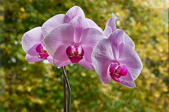 This is a focus stacked image of Marcia's Dendrobium orchid, with six blossoms.