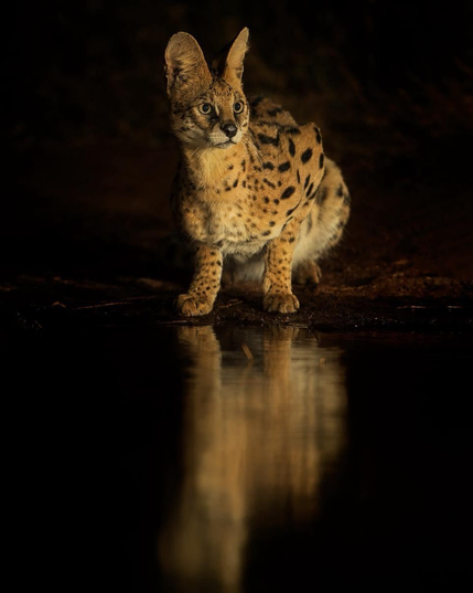 wild serval partly crouching by water and reflection on water