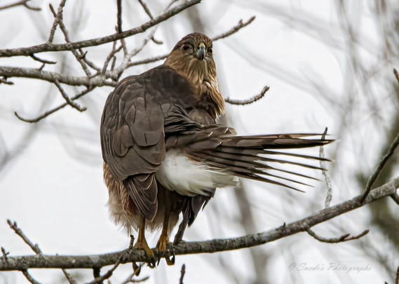 "Perched amid a tangle of bare winter branches, a Cooper’s hawk strikes a pose that feels more comic than commanding. Its body leans forward at an odd angle, talons gripping the branch with a mix of precision and precariousness. The hawk’s tail fans out dramatically behind it—like a feathered rudder caught mid-turn—revealing bold bands of dark and light that ripple with tension. Its chest, streaked with pale brown and cream, seems puffed in protest or surprise, while its head twists slightly, eyes locked in a fierce, almost puzzled gaze.

The surrounding branches, skeletal and leafless, frame the hawk like a stage set for a winter drama. The lighting is crisp, highlighting the texture of each feather and the taut muscles beneath. There’s a sense of motion paused—like the hawk was about to launch, slipped, and decided to play it cool. The moment is frozen in high detail, capturing both the majesty and the comic vulnerability of this raptor in a rare, unguarded instant." - Microsoft Copilot