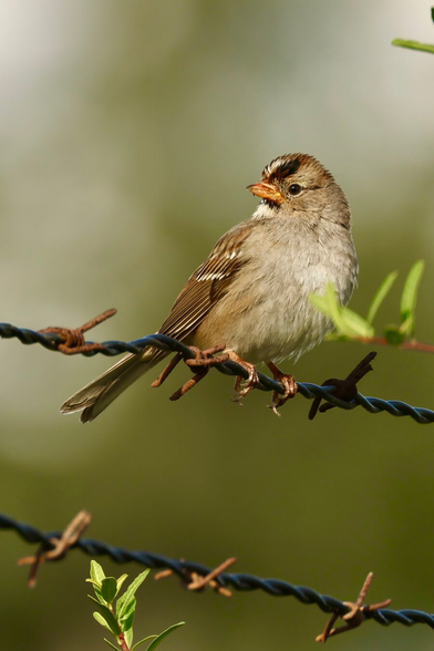 a pretty bird sits on a barbed-wire fence.