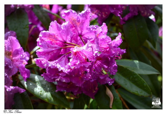 A close up photograph of a cluster of bright magenta/purple Rhododendron flowers, heavily sprinkled with clear droplets of water (dew or rain).

The ruffled petals are wet and reflect the sunlight. The flowers are surrounded by deep green, glossy leaves, and the bottom right corner of the image is signed 'Kev Peirce'.