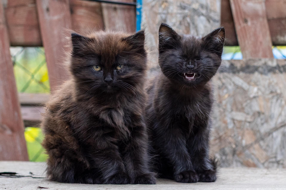 Your Daily Dose of Fluff 🐾
The expression on Frick's face.. 😆