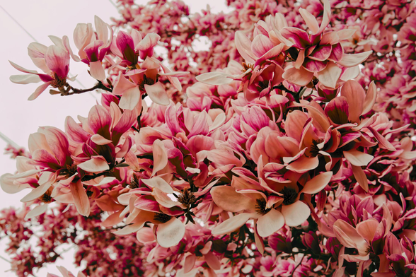 Heavy petals of magenta and white fill up most of the frame extending from the lower right