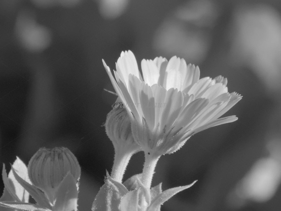 Flower, closeup, black and white, photo
