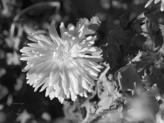 Flower, closeup, black and white, photo