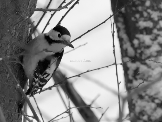 Bird, closeup, black and white, photo