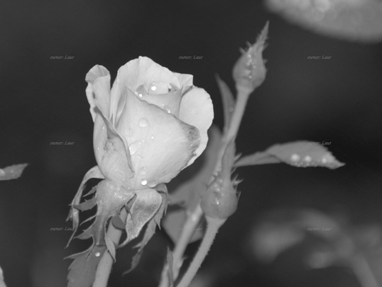 Rose, closeup, black and white, photo