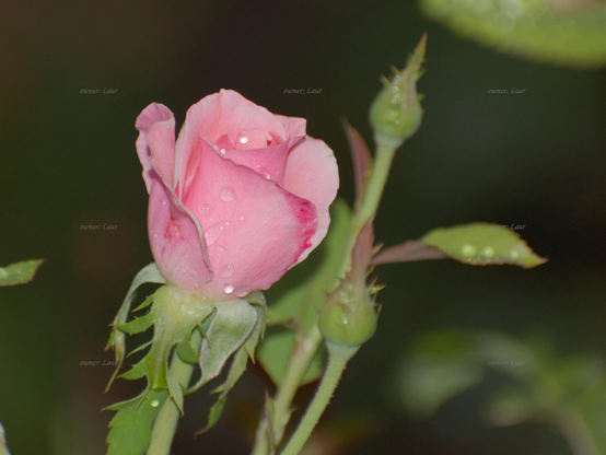Rose, closeup, color, photo