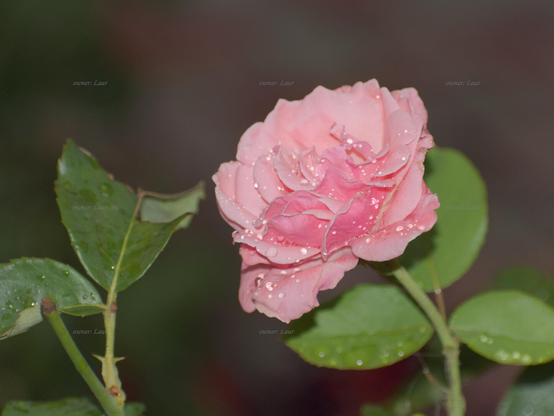 Rose, closeup, color, photo