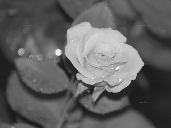 Rose, closeup, black and white, photo