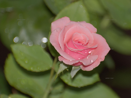 Rose, closeup, color, photo