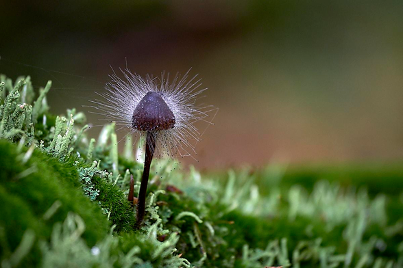 A single, slender mushroom emerges from a lush bed of moss and lichen. Its dark brown, conical cap is covered in a striking halo of fine, radiating white filaments that resemble delicate hairs or threads spreading outwards in all directions. These filaments are the reproductive structures of Spinellus fusiger, a parasitic fungus commonly known as bonnet or pin mould. They catch the light, creating a bright, spiky effect around the mushroom's cap. The mossy ground is a vivid shade of green, with soft textures and various pale green lichens scattered throughout. The background is softly blurred with green and brown tones.